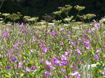 FZ030634 Purple flowers.jpg